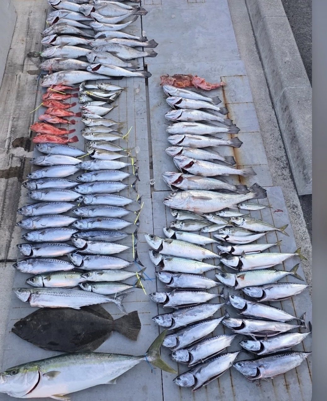 魚竿　uou.saouの写真2
