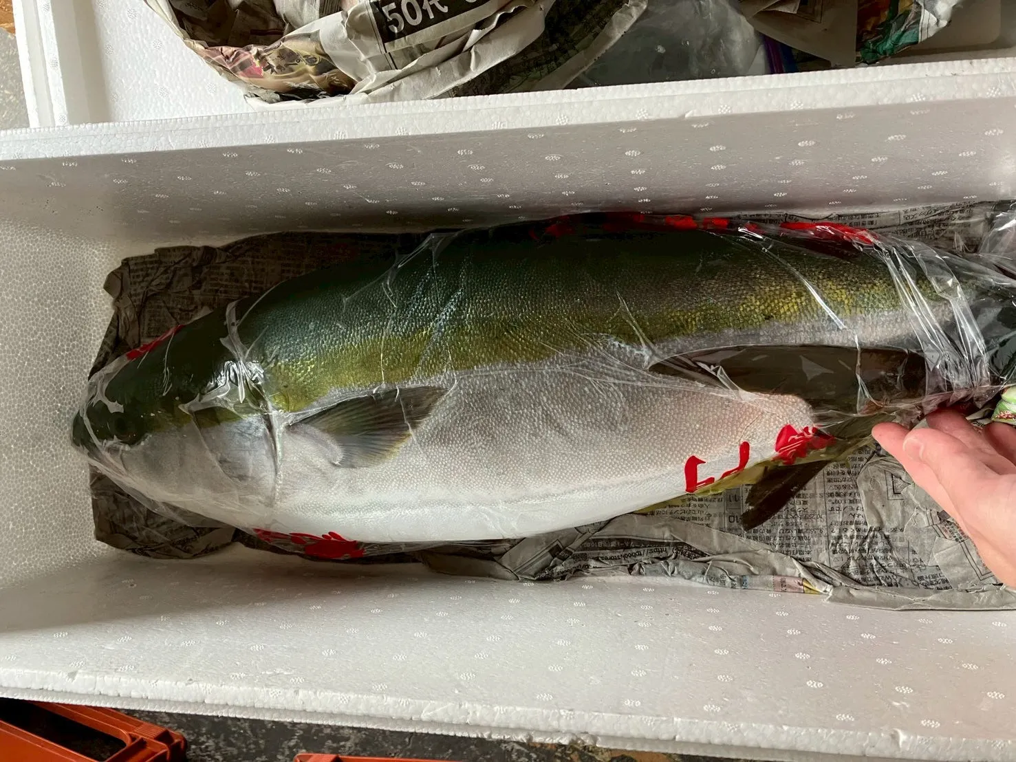 発泡スチロール箱に丁寧に梱包された鮮魚