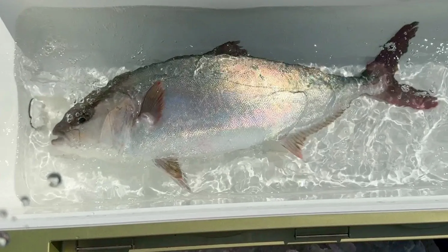 海水ナノバブルで洗浄処理中の鯛