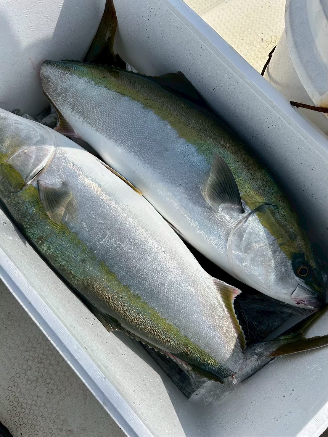 クーラーに並んだ、水揚げされたばかりの新鮮な青物