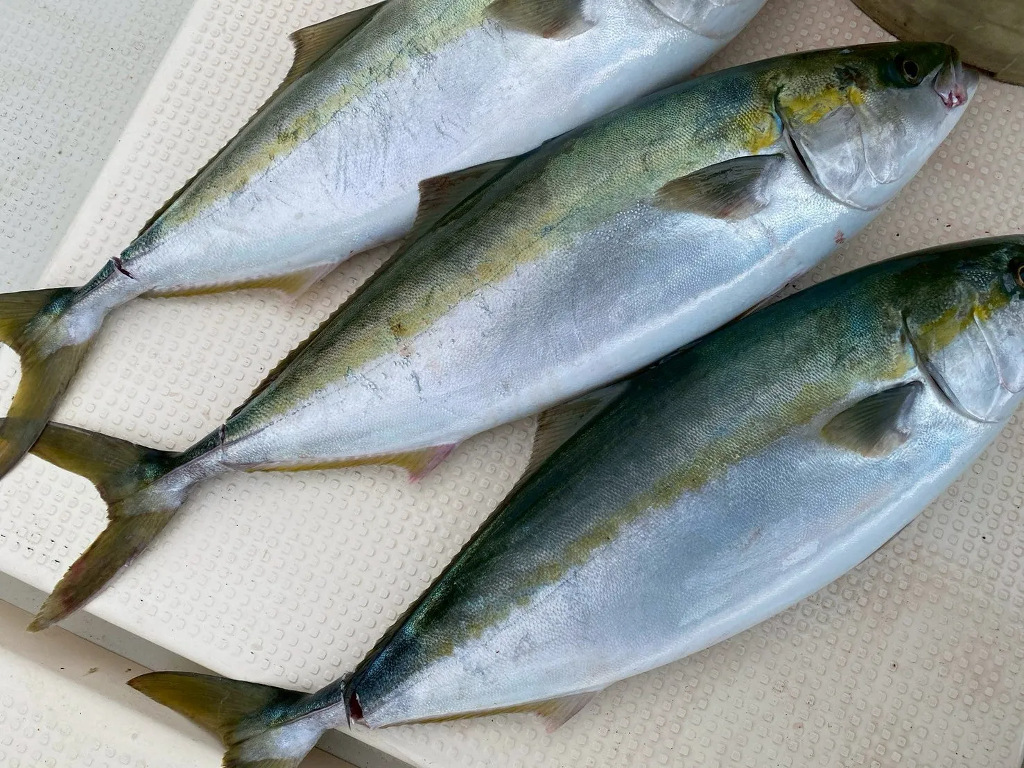 鬼絞め処理された新鮮なハマチ3本